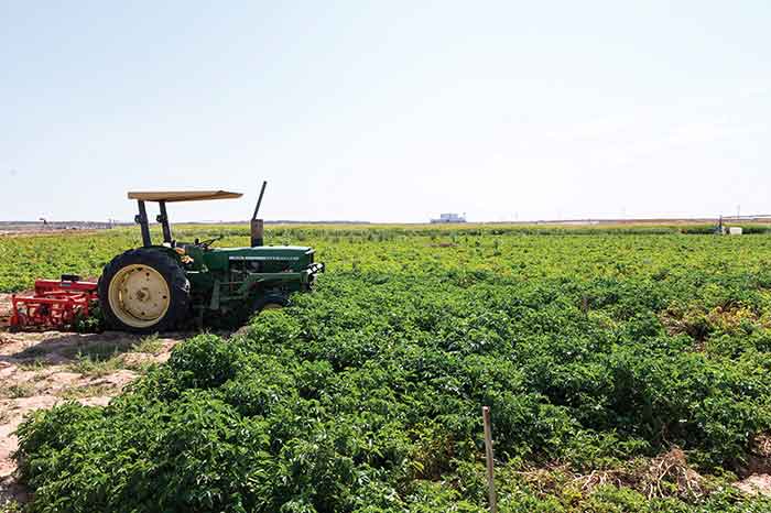 Tractor in field 