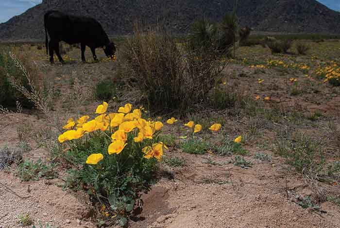 Picture of cattle next to yellow poppies