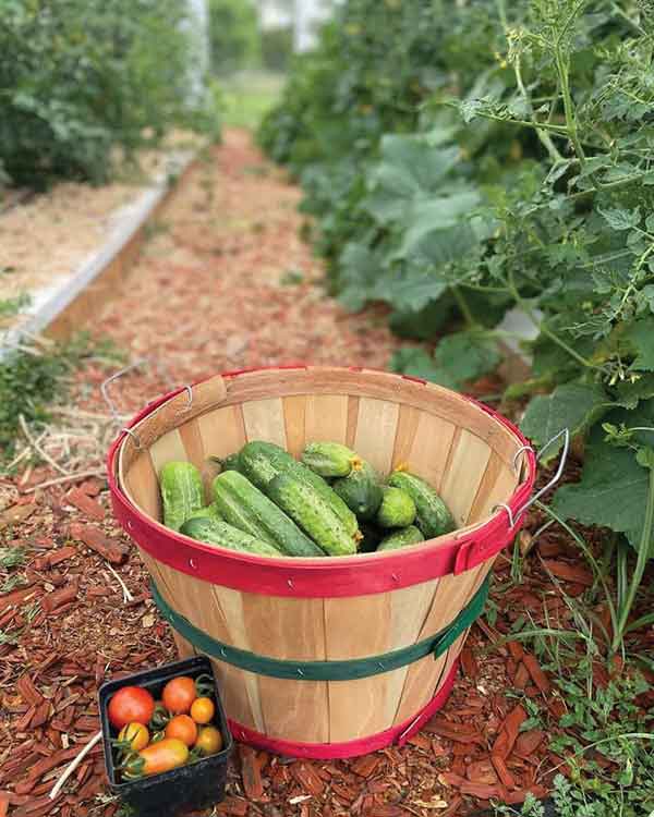 Crops in a bowl 