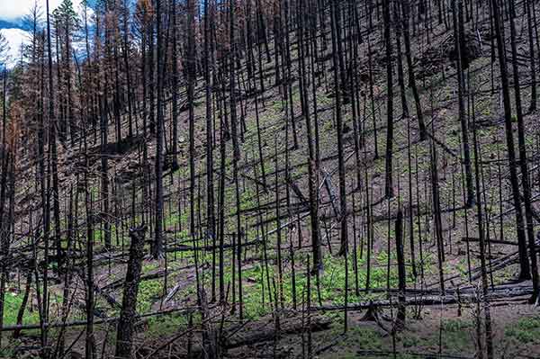 Aftermath picture of pines after a wildfire