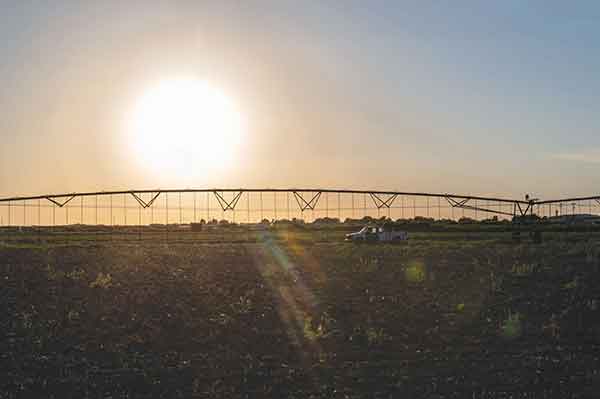 Field in Artesia