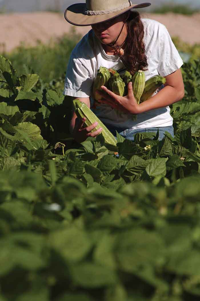 Woman picking corn from field