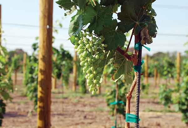 Image of grapes hanging from tree