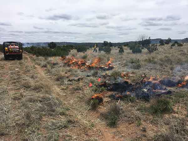 Image of prescribed burning