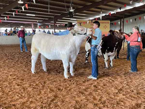 Cow at tribal extension event 